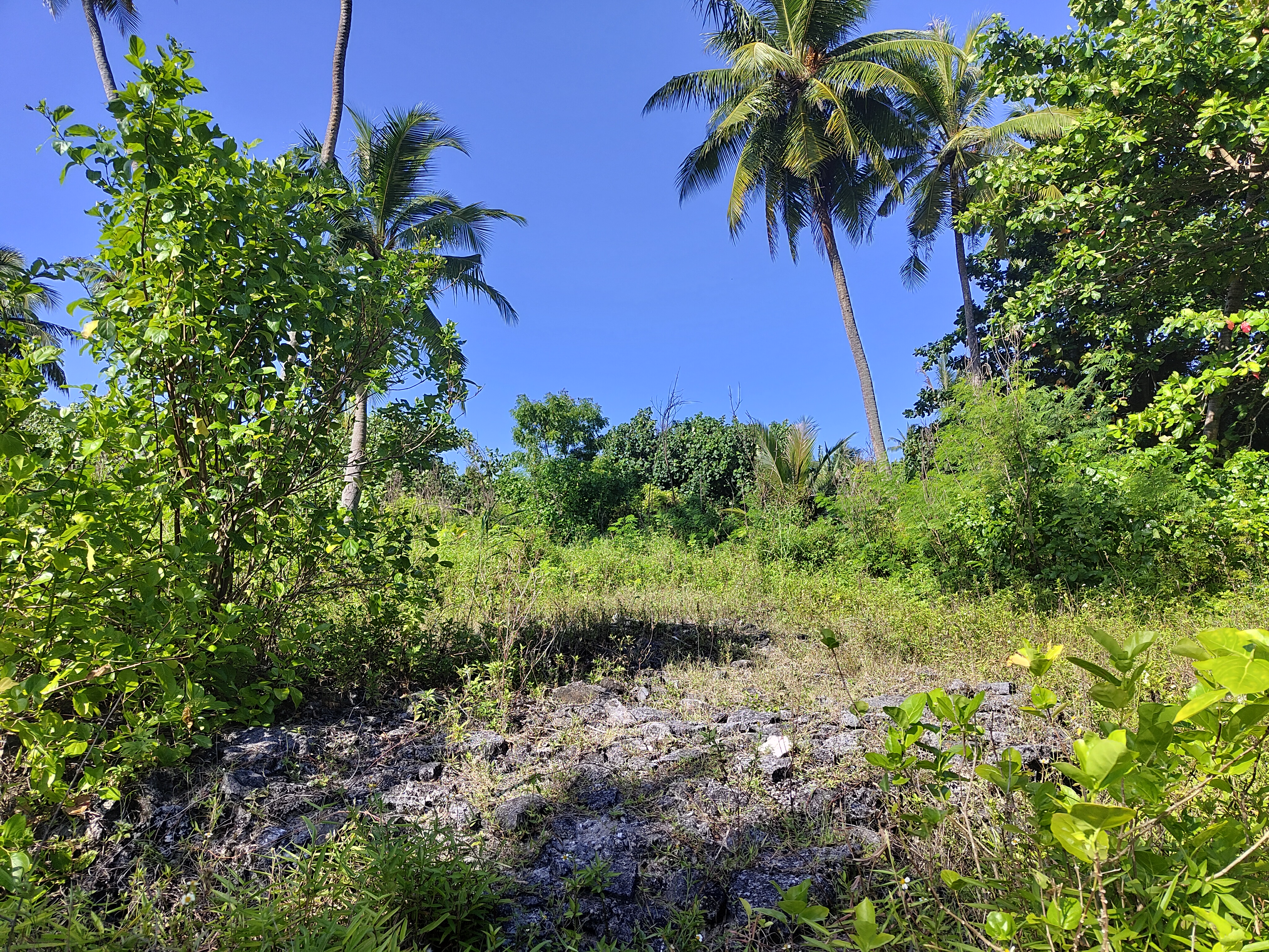 ކާށިދޫ ކުރުހިންނަ ތަރާގަނޑު --- ފޮޓޯ: ޒިދާން މުހައްމަދު