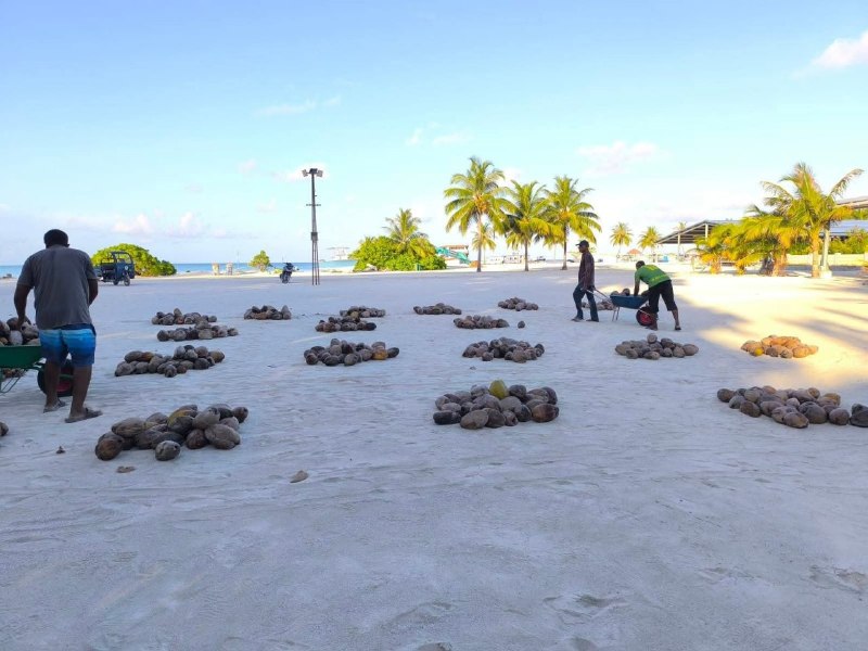 ރ. ވާދޫގައި ރައްޔިތުން ހޮވި ކާށިތައް ބައިކުރަނީ ---